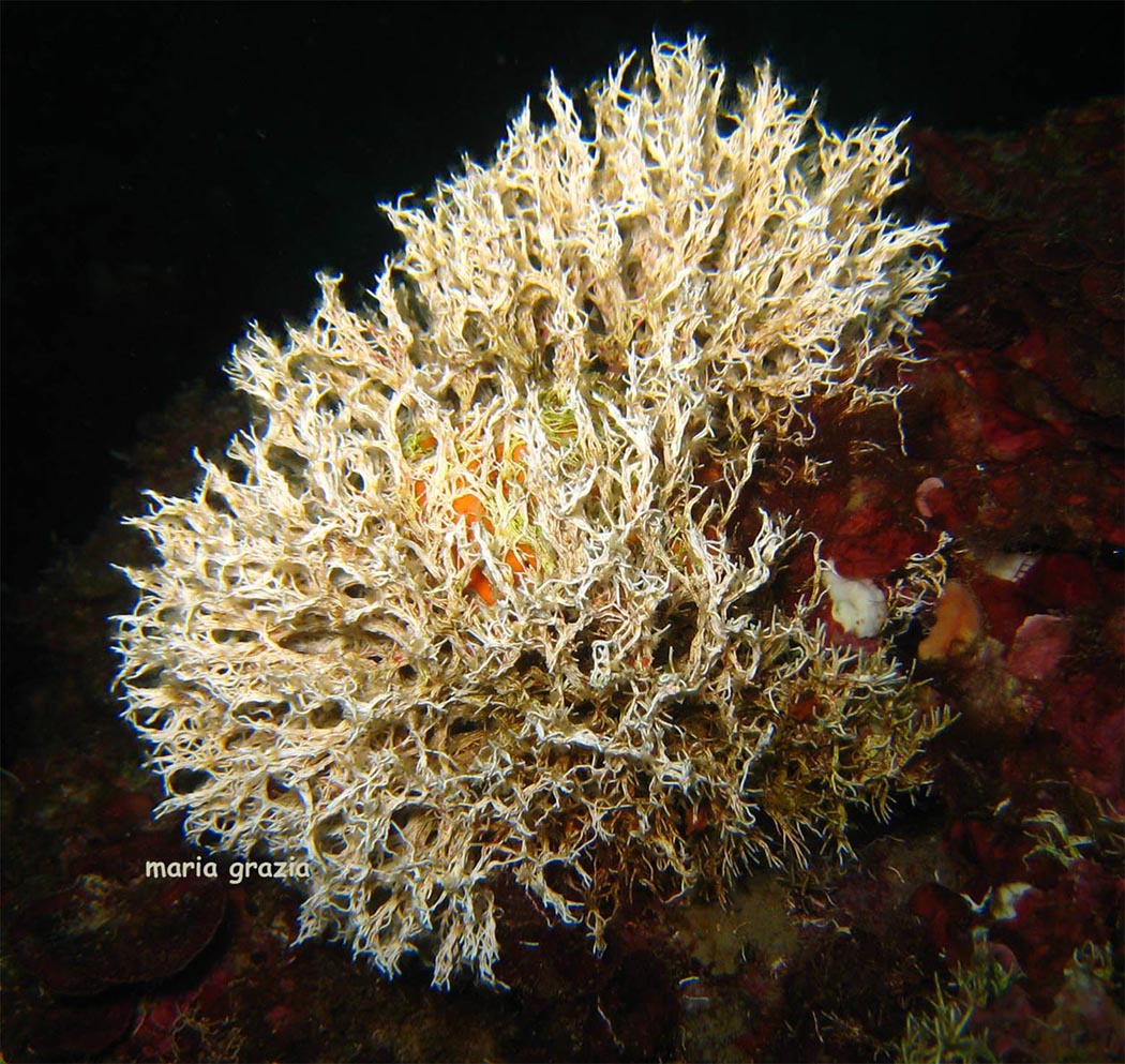 Filograna implexa